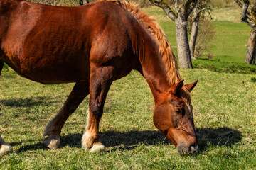 Naklejka na ściany i meble Brown horse eats green grass on a spring sunny day. 