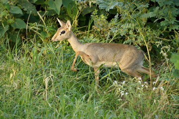 Female Kirk's dikdik (dik-dik) in lush green vegetation, Samburu Game Reserve, Kenya