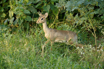 Female Kirk's dikdik (dik-dik) in lush green vegetation, Samburu Game Reserve, Kenya