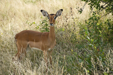 Alert female impala standing in long grass, Samburu Game Reserve, Kenya