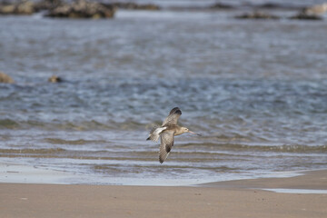 Sandpiper in flight
