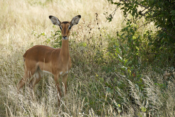 Alert female impala standing in long grass, Samburu Game Reserve, Kenya