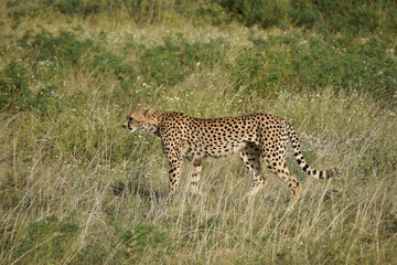 Female cheetah walking through long grass, Samburu Game Reserve, Kenya