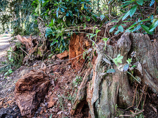 Tree roots and tree pieces.