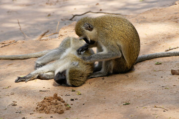 Black-faced vervet monkeys grooming each other, Samburu Game Reserve, Kenya