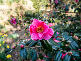 Spring flowers in the garden.