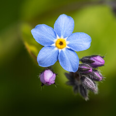 Forget-me-not flower. Close up image. - 426770201
