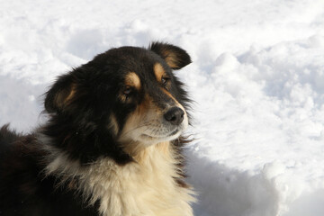 portrait of a dog