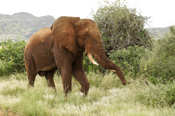 Bull elephant resting heavy trunk on tusk while walking, Samburu Game Reserve, Kenya