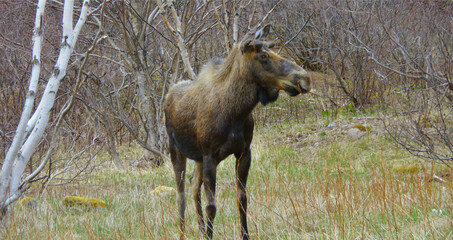 Newfoundland Moose Brown and Black