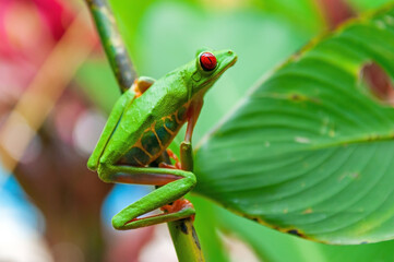 Red eyed tree frog or Gaudy leaf frog (Agalychnis callidryas) on branch, Tortuguero national park, Costa Rica. Focus on eyes.