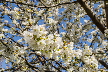 Branches with white blossoming cherry blossoms in a private garden. 