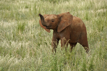 Young elephant in long grass, Samburu Game Reserve, Kenya