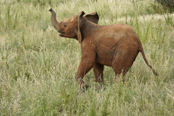 Young elephant playing in long grass, Samburu Game Reserve, Kenya