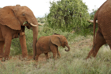 Obraz na płótnie Canvas Female elephant with tracking collar pushing her calf along the trail, Samburu Game Reserve, Kenya