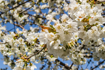Branches with white blossoming cherry blossoms in a private garden. 