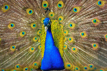 Obraz premium Indian peacock with colorful feathers fan-spreading its large tail. A beautiful Indian National bird is dancing with its feather wide spread in the zoo. Amazing birds.