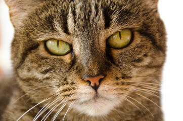 La gata lara