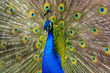 Obraz premium Indian peacock with colorful feathers fan-spreading its large tail. A beautiful Indian National bird is dancing with its feather wide spread in the zoo. Amazing birds.