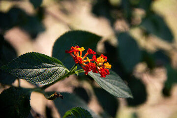 Nature Ibirapuera Park