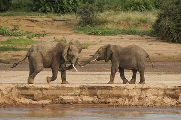 Young male elephants play-fighting on the bank of the Ewaso (Uaso) Nyiro river, Samburu Game Reserve, Kenya