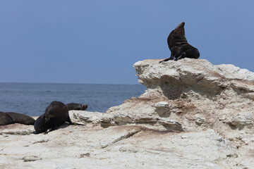 Neuseeländischer Seebär / New Zealand fur seal / Arctocephalus forsteri