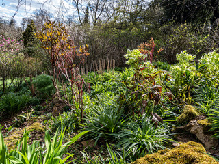 Spring flowers in the garden.