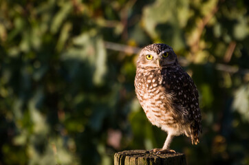 Beautiful owl (Glaucidium minutissimum) in vineyard