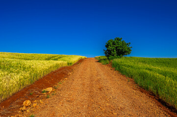 country road. beautiful rural landscape

