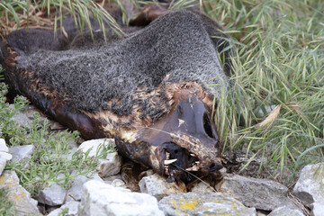 Neuseeländischer Seebär / New Zealand fur seal / Arctocephalus forsteri.