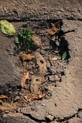 Nature Ibirapuera Park