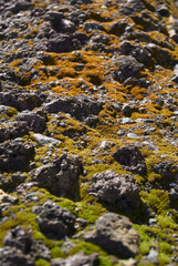 Fototapeta na wymiar rocky field with moss background