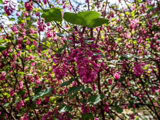 Spring flowers in the garden.