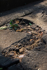 Nature Ibirapuera Park