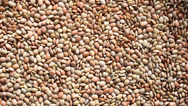 Raw whole dried Horse gram