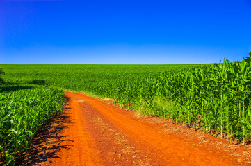 country road. beautiful rural landscape

