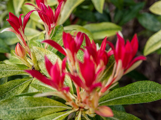 Spring flowers in the garden.
