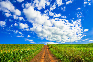 country road. beautiful rural landscape

