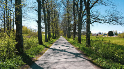 Avenue of trees in summer time. Walking path. Health lifestyle concept
