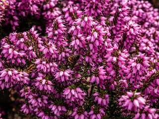 Spring flowers in the garden.