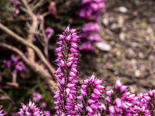 Spring flowers in the garden.