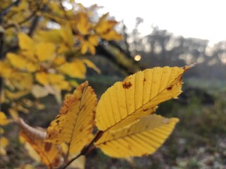 yellow leaf