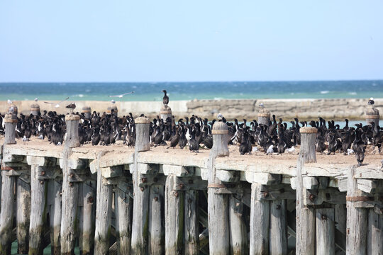 T&uuml;pfelscharbe / Spotted shag / Phalacrocorax punctatus
