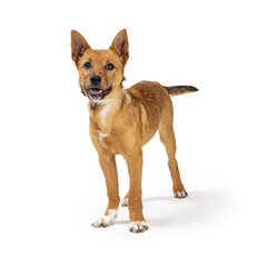 Friendly Happy Yellow Crossbreed Puppy Dog