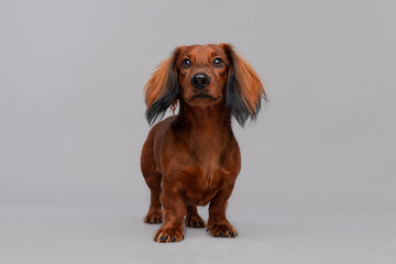 portrait of a dachshund
