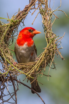 Scharlachweber baut Nest