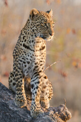 Leopard in der Sonne, Portrait