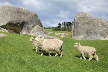 Romneyschaf / Romney sheep / Ovis