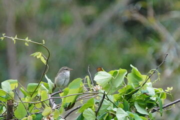 japanese bush warbler on the branch