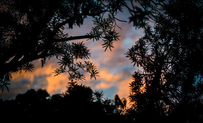 sunset in the forest